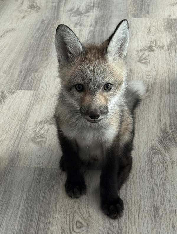 Artemius-male-fox-from-fox-tales-florida-sanctuary