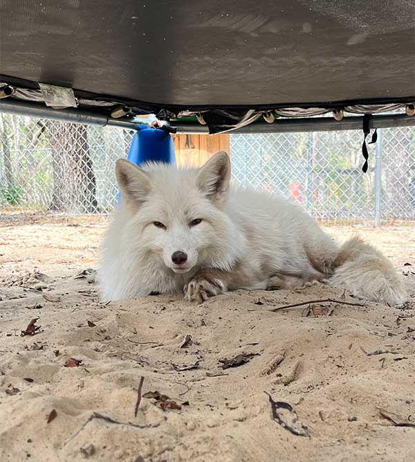 Casper-in-FoxTales-rescue