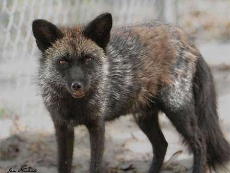 Crowley-fox