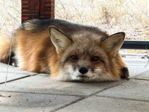 Captive bred fox sanctuary & rescue | Fox Tales Florida