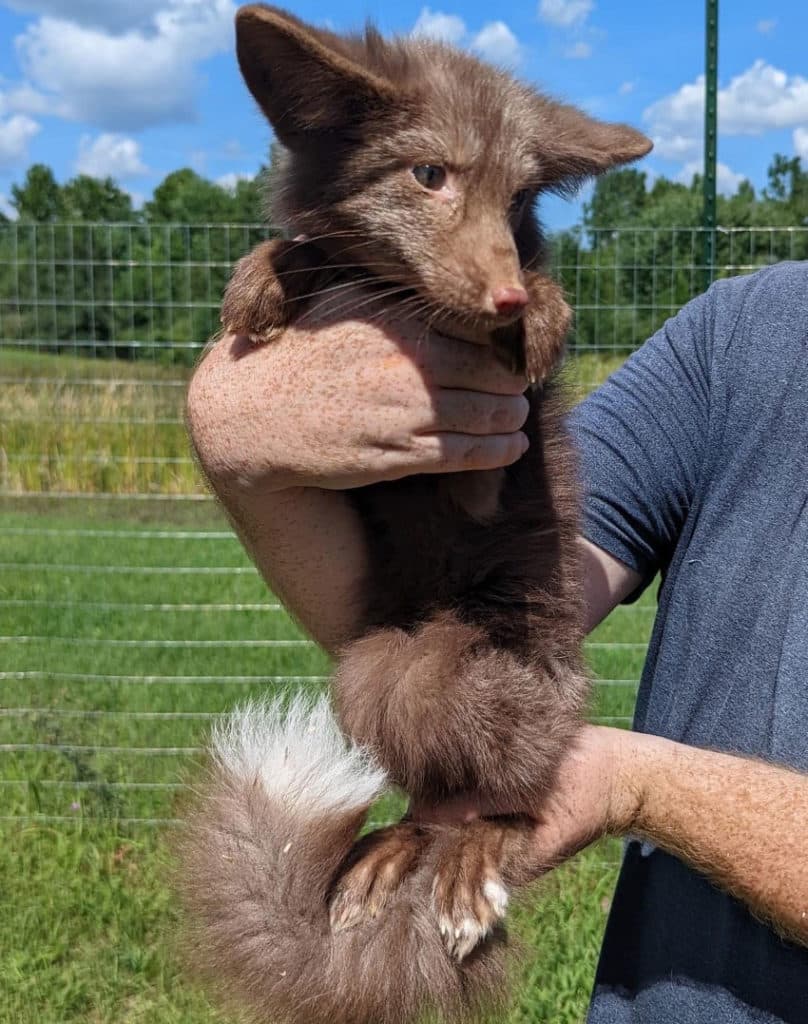 Fox-Tales-Florida-NewFox-1-cropped