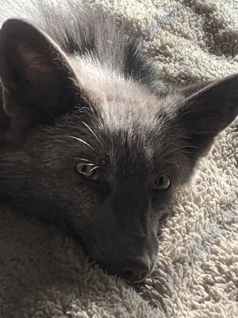 Fox-Tales-Florida-Winnie-2