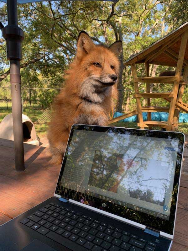 Fox-friend-social-circle