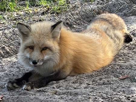 Locksley-fox