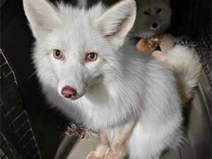 Captive bred fox sanctuary & rescue | Fox Tales Florida