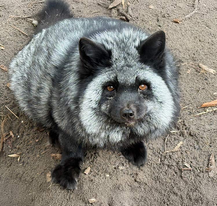 Meet-tater-rescue-fox