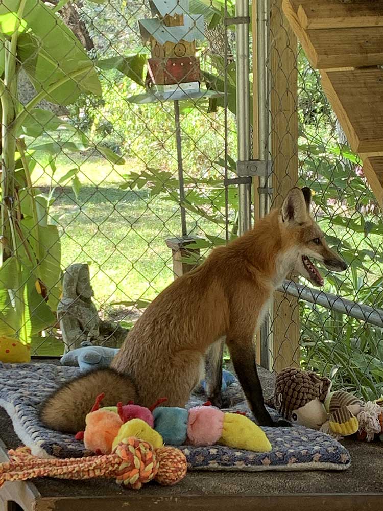 Turner-rescue-fox-in-her-closure