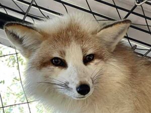 Captive bred fox sanctuary & rescue | Fox Tales Florida
