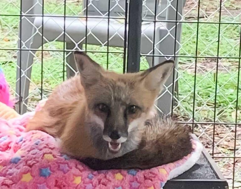 Captive bred fox sanctuary & rescue | Fox Tales Florida