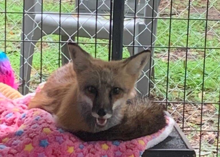 Bella Rescue Fox - Fox Tales Florida Rescue & Sanctuary