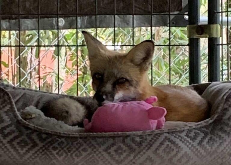 Bella Rescue Fox - Fox Tales Florida Rescue & Sanctuary