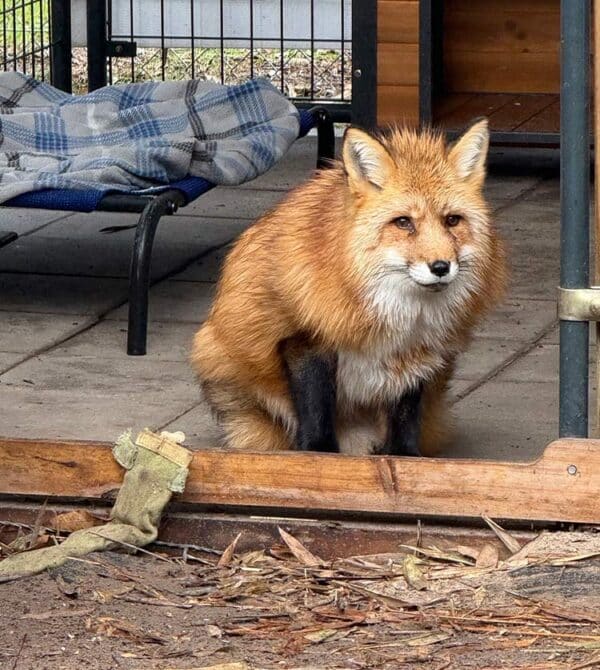 Diva Rescue Fox from the Foxtails Florida Rescue and Sanctuary