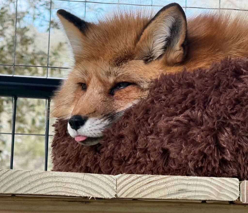 diva-rescue-fox-gallery-1