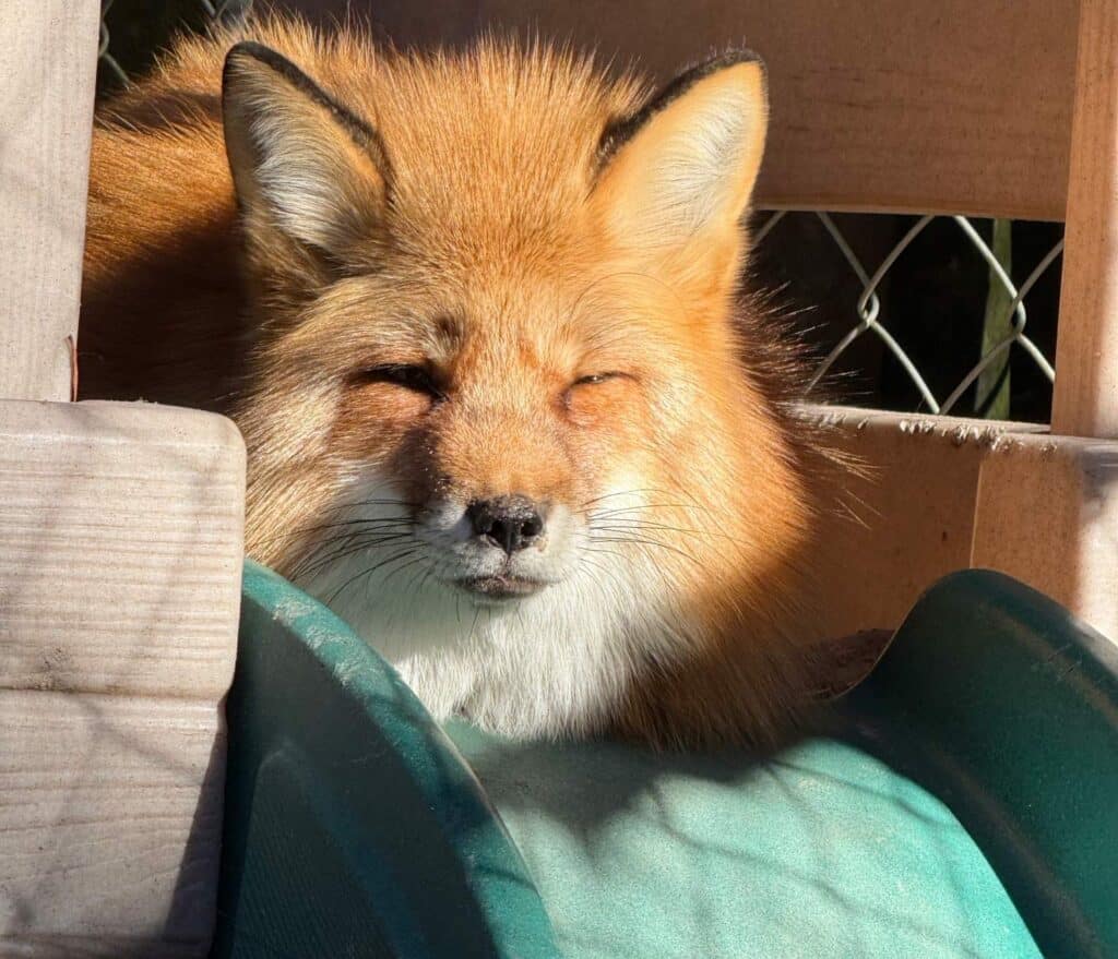 diva-rescue-fox-pic2