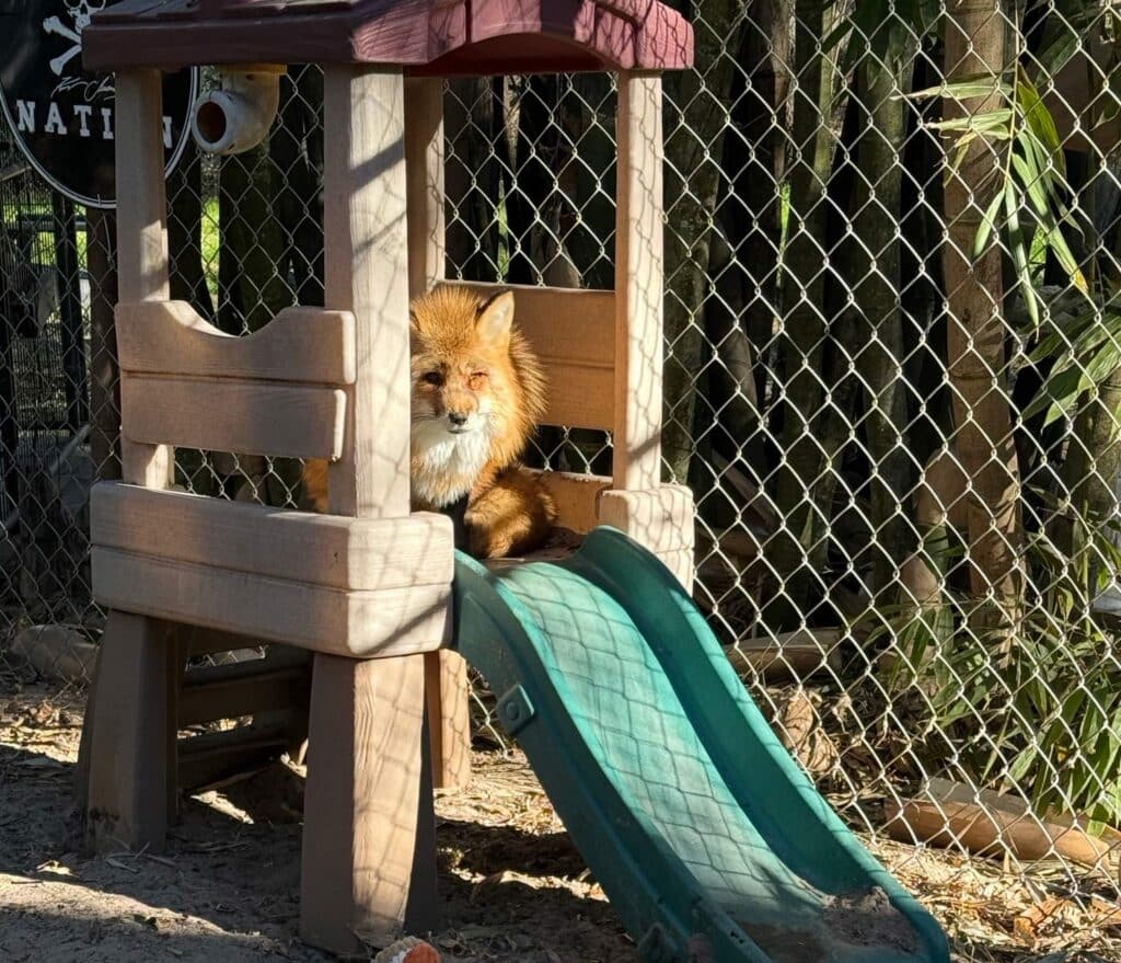 diva-rescue-fox-pic3