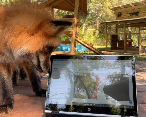 About Fox Tales Florida Rescue and Sanctuary