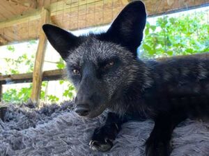 Captive bred fox sanctuary & rescue | Fox Tales Florida
