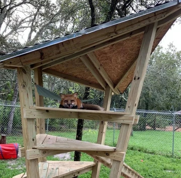 enclosure for foxes