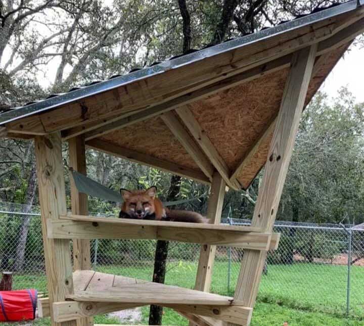 Fox Tales Rescue Facilities