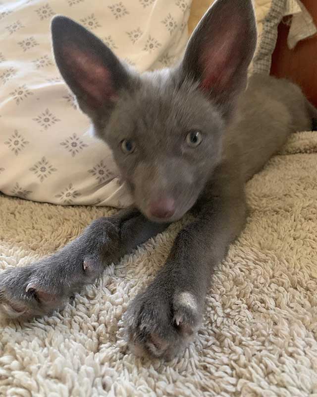 fox-tales-rescue-fox