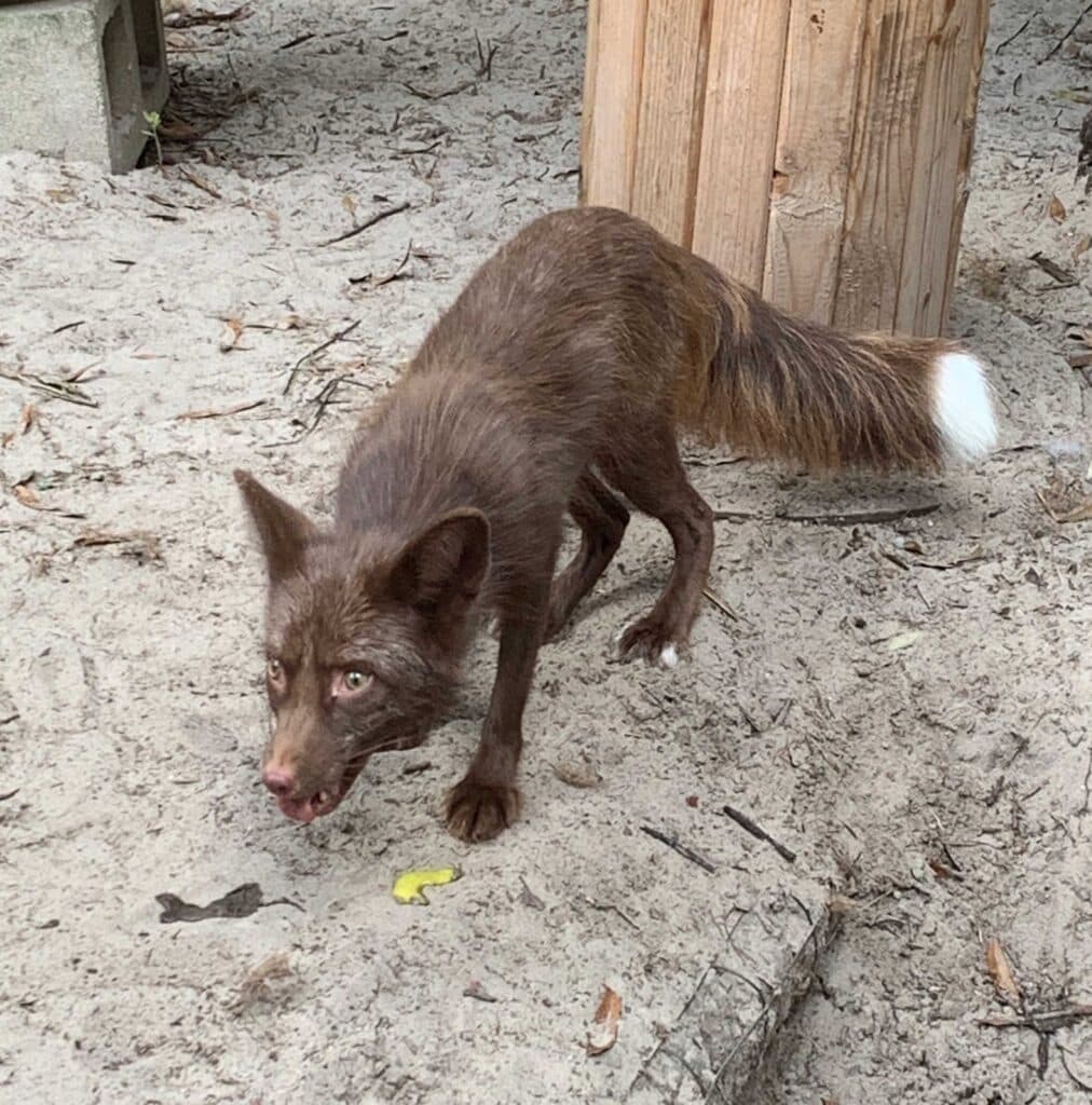 jinx-fox-foxtales-florida