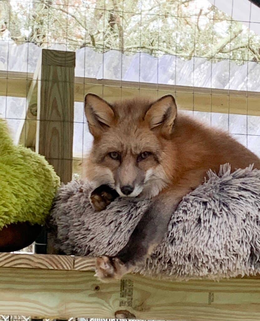 Jinx rescue fox profile | Fox Tales Florida Fox Sanctuary & Rescue