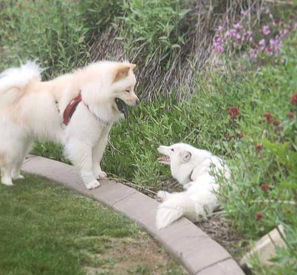 kurama-rescue-fox-story
