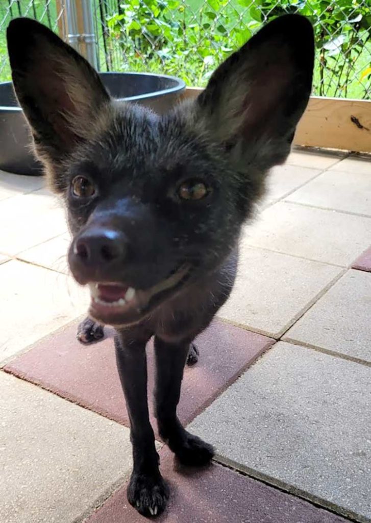 meet-gretel-rescue-fox