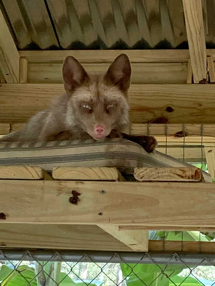 Senna Rescue fox - Fox Tales Florida Rescue & Sanctuary