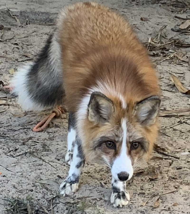 sniper-rescue-fox