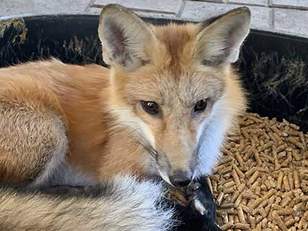 turner-fox-from-foxtails