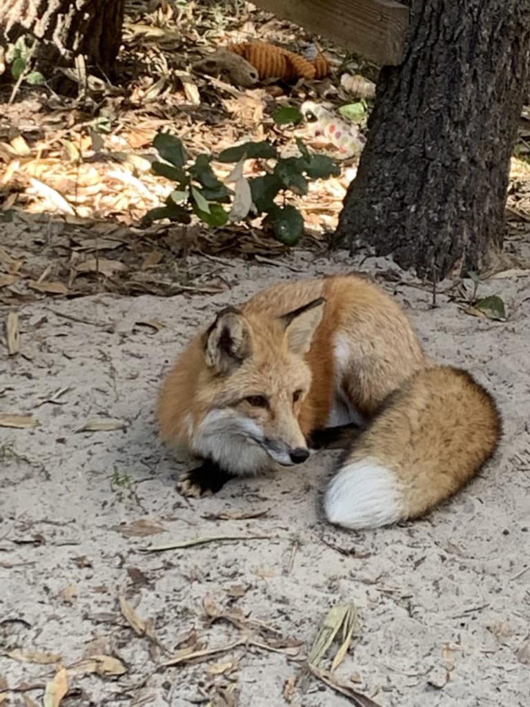 turner-fox-tales-florida-4