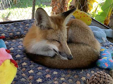 turner-red-fox-sleeping